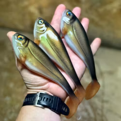 Snackbite Kiwi Bream 16cm