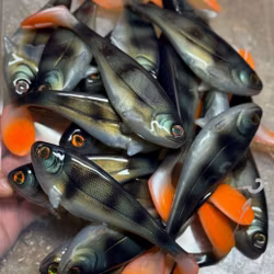 Snackbite Natural Perch UV 16cm