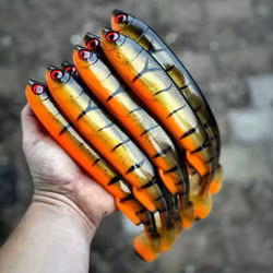 Gigashad Stripped Roach 27cm