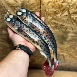 GigaFuseShad Red Motoroil Burbot 33cm (pre rigged)