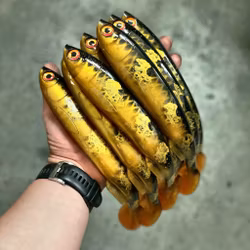 Gigashad Spotted Bullhead 24cm