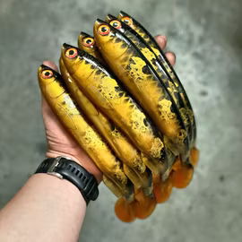 Gigashad Spotted Bullhead 24cm