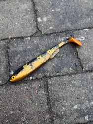 Gigashad Spotted Bullhead 24cm