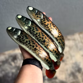 GigaFuseShad Red Motoroil Burbot 33cm