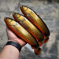 GigaFuseShad Golden Sucker 33cm