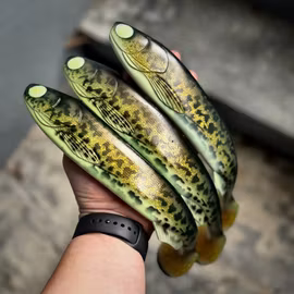 GigaFuseShad Golden Motoroil Burbot 33cm