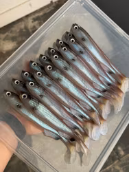 FuseShad Wakasagi UV 20cm