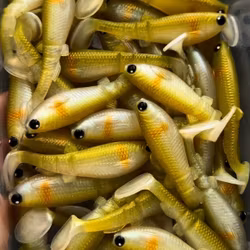 Kopia GigabiteV2 Setzuki Ayu 10cm - 4pcs