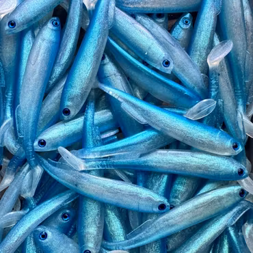 Gigashad Bluie 10cm - 5pcs