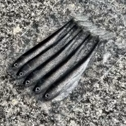 Gigashad Sparkling Baitfish 10cm - 5pcs