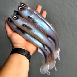 FuseShad Wakasagi UV 27cm