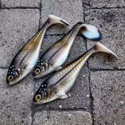 Snackbite 21cm - Bream