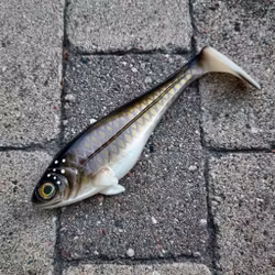Snackbite 21cm - Bream