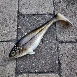 Snackbite 21cm Bream