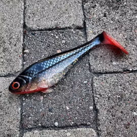 Snackbite 21cm Emerald Roach