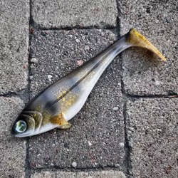 Snackbite 21cm - Golden Walleye