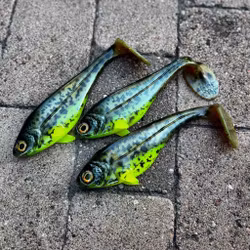 Snackbite 21cm - Hot Belly Burbot