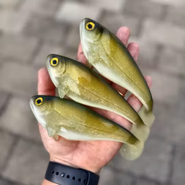 Snackbite 16cm Sparkling Smelt