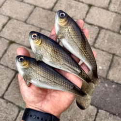 Snackbite 16cm White Bream