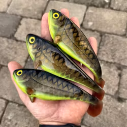 Snackbite 16cm Kiwi Bream