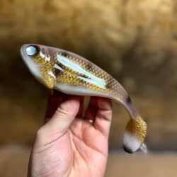 Snackbite 16cm Golden Wallaye
