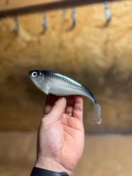 Snackbite 16cm Sparkling Baitfish