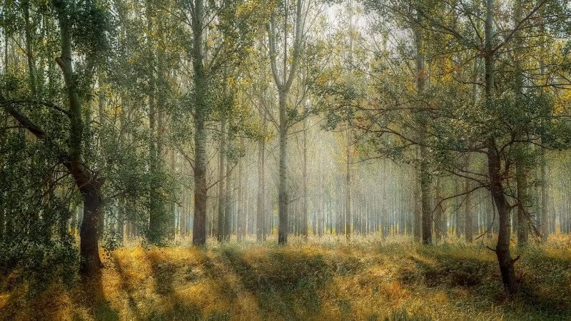 Designtävling Tema Naturen