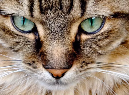 Diamond painting 40x30cm Katt DIY fyrkantiga pärlor