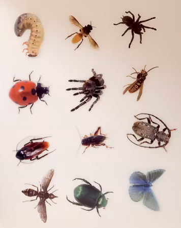 Insekter, Klistermärken av transparent vinyl (10st)