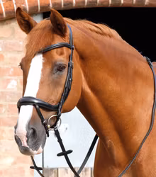 Premier Equine Savuto Anatomiskt träns