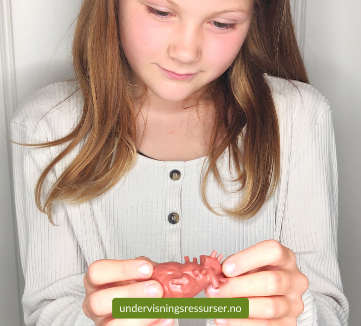 Miniatyr organer, indre organer, menneskekropp læremidler