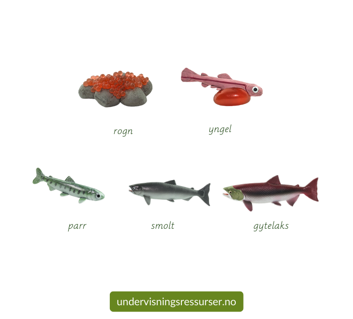 Laksens livssyklus, villaks, konkreter miniatyrfigurer
