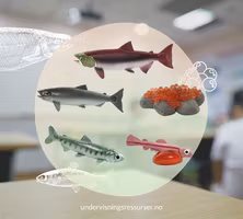 Laksens livssyklus, villaks, konkreter miniatyrfigurer