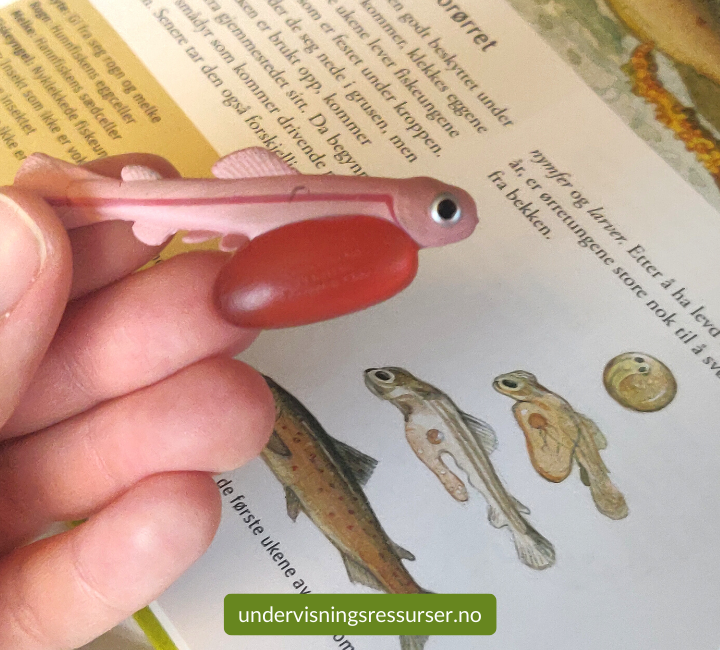 Laksens livssyklus, villaks, konkreter miniatyrfigurer