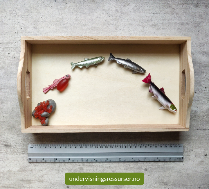 Laksens livssyklus, villaks, konkreter miniatyrfigurer