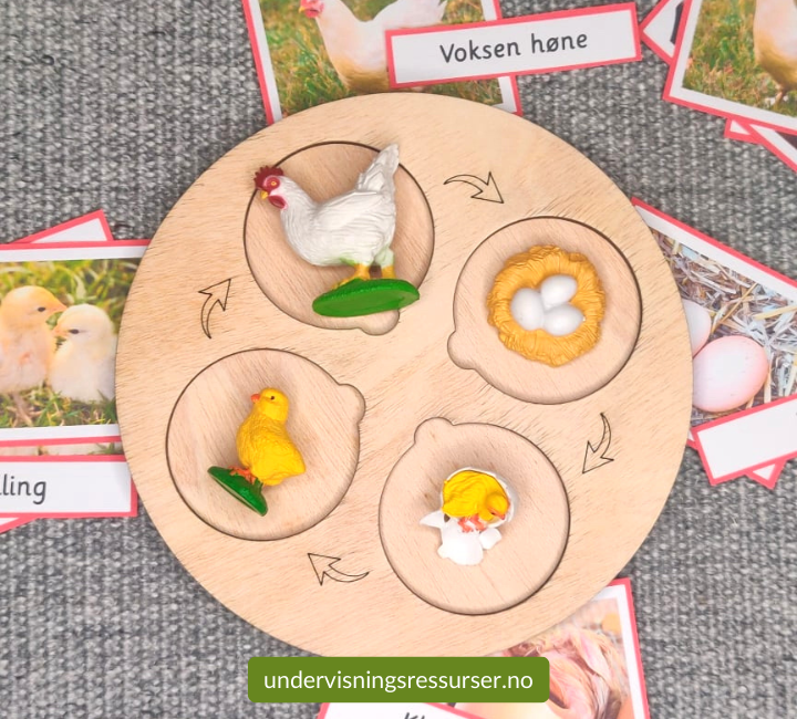 Hønas livssyklus, fra egg til voksen høne, konkreter