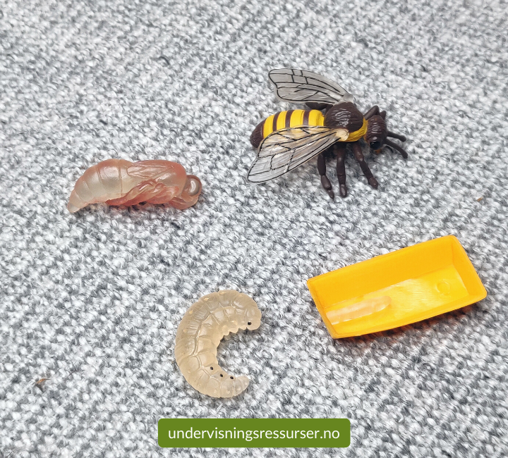 Livssyklus til en honningbie, konkreter miniatyr