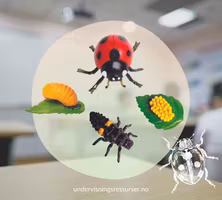 Livssyklus hos en marihøne, konkreter miniatyrfigurer