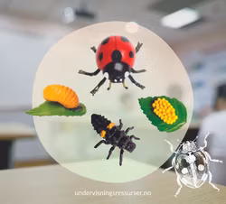 Livssyklus hos en marihøne, konkreter miniatyrfigurer