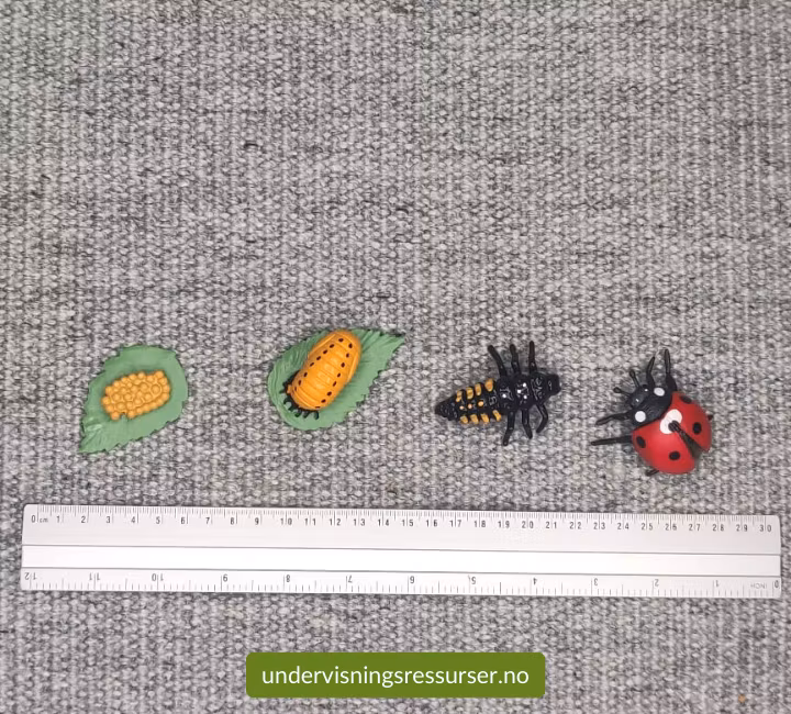 Livssyklus hos en marihøne, konkreter miniatyrfigurer
