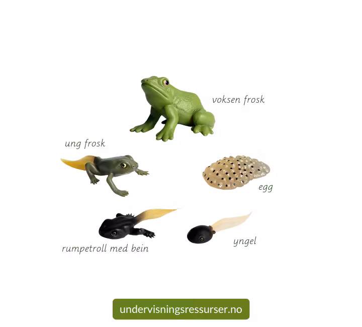 Livssyklus til en frosk, miniatyrfigurer, konkreter