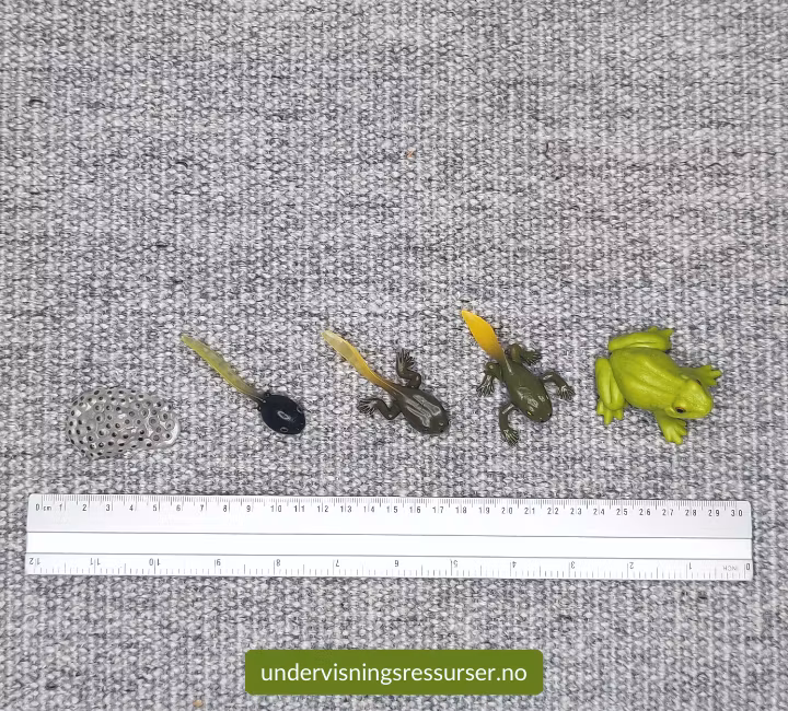 Livssyklus til en frosk, miniatyrfigurer, konkreter