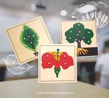 Pedagogiske puslespill botanikk: blomst, blad, tre. Delenes funksjon.