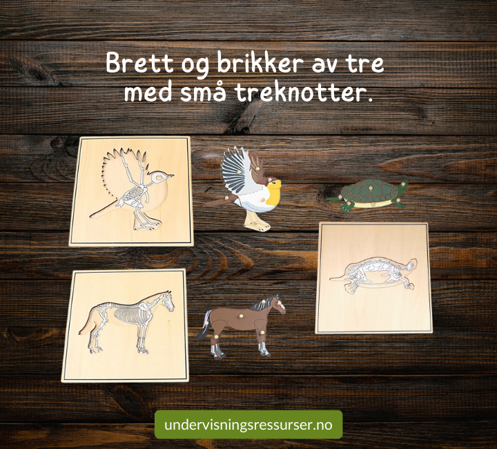 Zoologi pedagogiske puslespill ytre deler, indre deler: hest, fugl og skilpadde