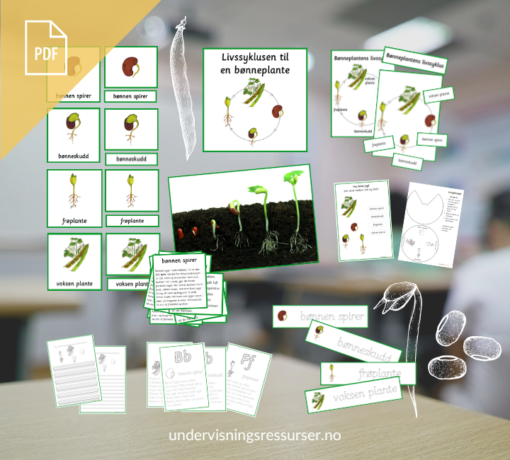PDF Livssyklusen til en bønneplante - bønnenplantens livssyklus - spiring av bønner