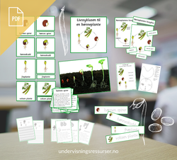 PDF Livssyklusen til en bønneplante - bønnenplantens livssyklus - spiring av bønner