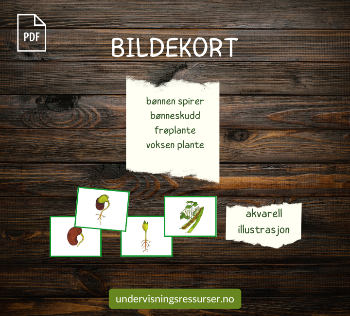 PDF Livssyklusen til en bønneplante - bønnenplantens livssyklus - spiring av bønner