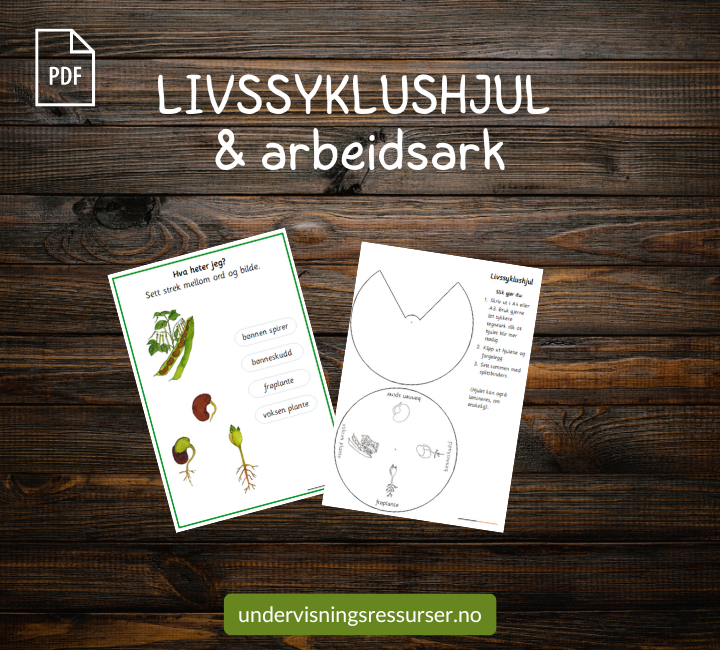 PDF Livssyklusen til en bønneplante - bønnenplantens livssyklus - spiring av bønner