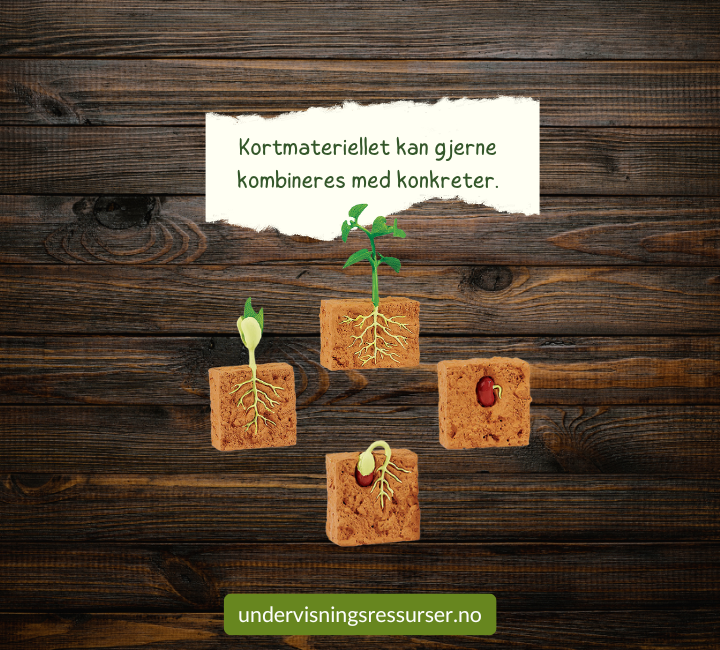 PDF Livssyklusen til en bønneplante - bønnenplantens livssyklus - spiring av bønner