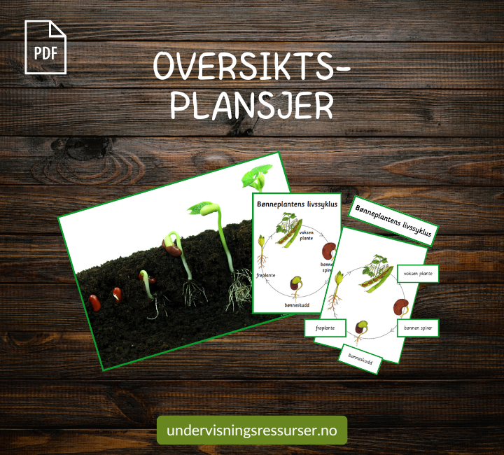 PDF Livssyklusen til en bønneplante - bønnenplantens livssyklus - spiring av bønner
